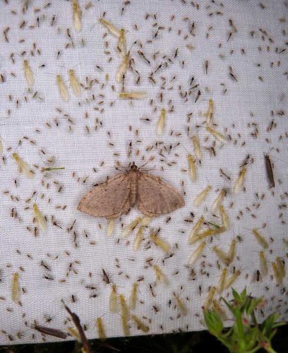 Xanthoperla apicalis